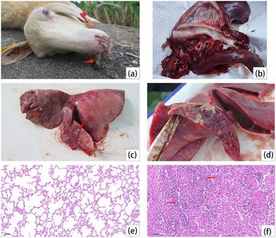 Emergence of highly virulent and multidrug-resistant Escherichia coli in breeding sheep with pneumonia, Hainan Province, China